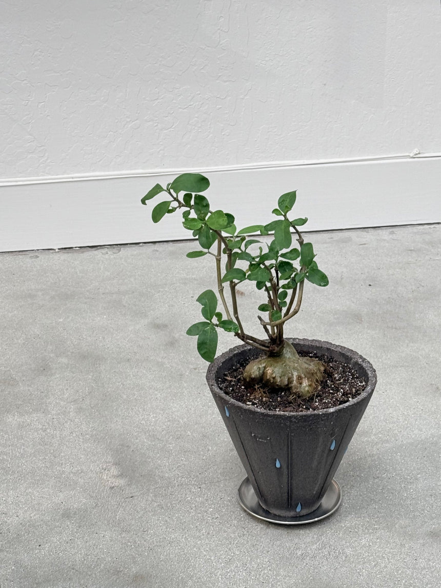 Hydnophytum Formicarum / "Ant Plant"  in Pouring Rain Pot- Rare Found