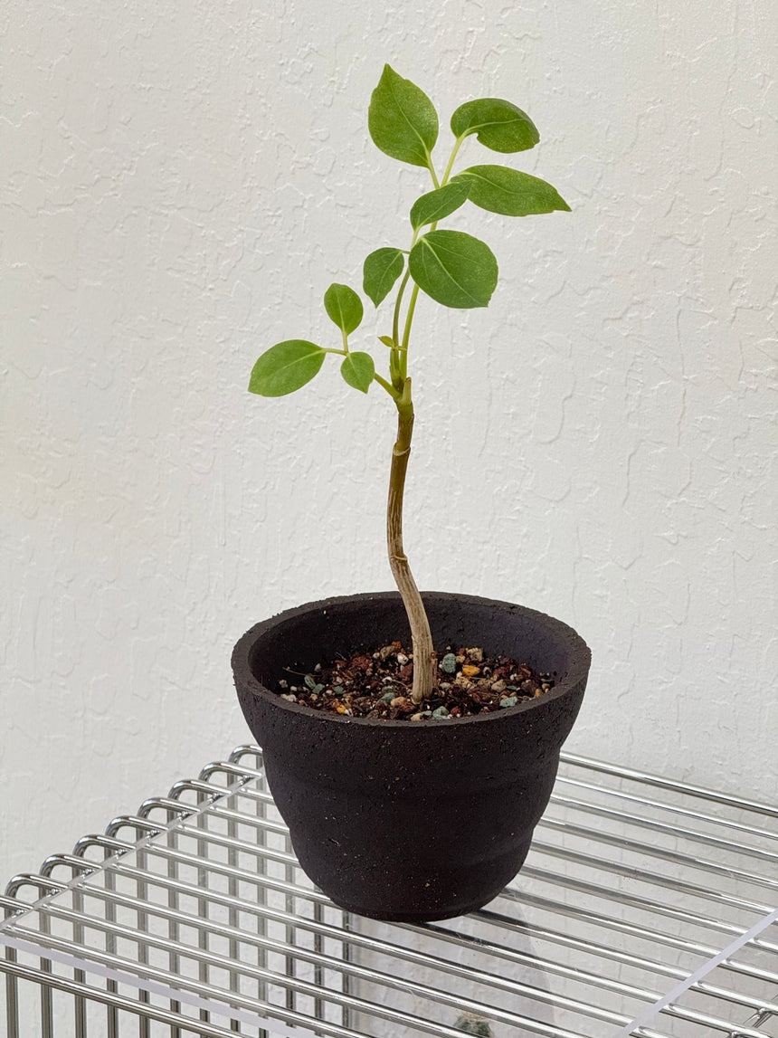 Small tree in HQM cloud pot