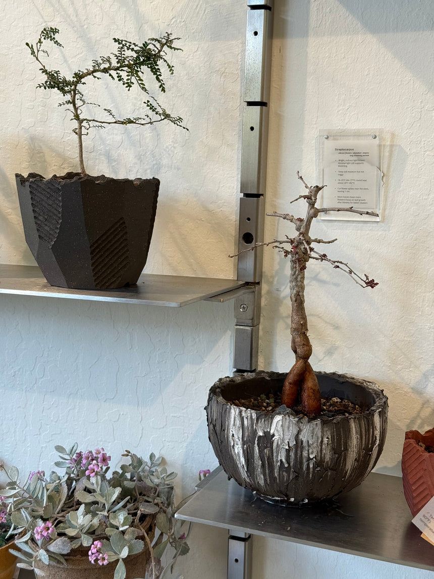 Operculicarya Decaryi