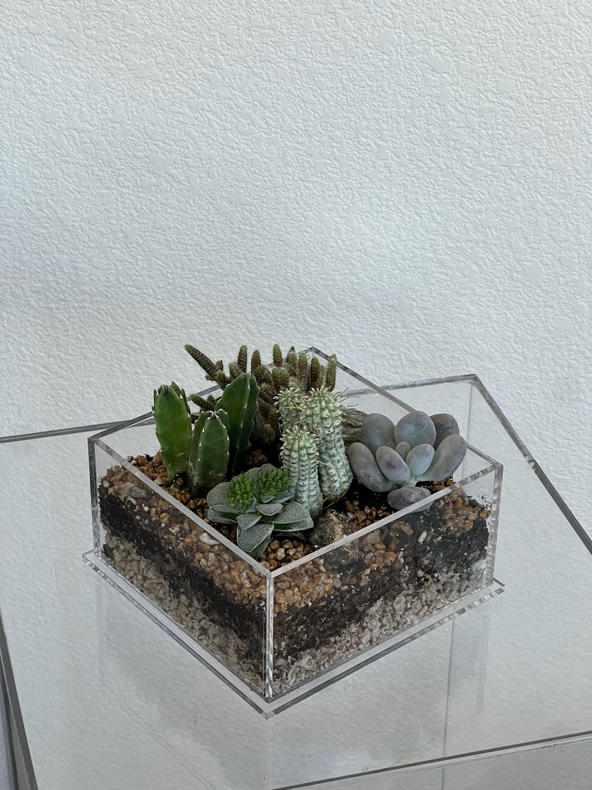 Desert Enclosure Cactus Terrarium - Acrylic box & low maintain