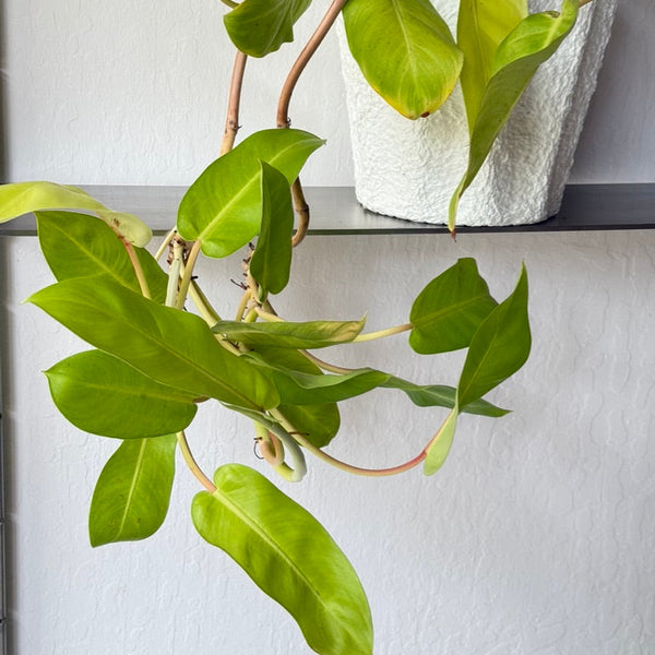 lemon lime heart leaf philodendron Philodendron Lemon Lime – Slow Sunday Select Shop