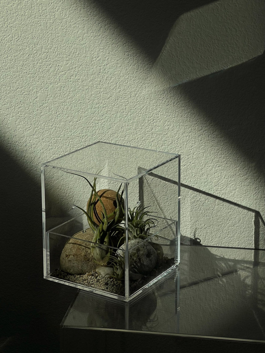 Acrylic Plant Box (no plants) - 4 ventilation holes on the sides