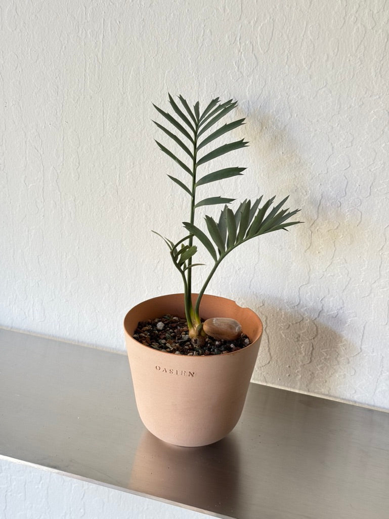 Encephalartos Horridus Cycad - Seedling & Rare found Cycad