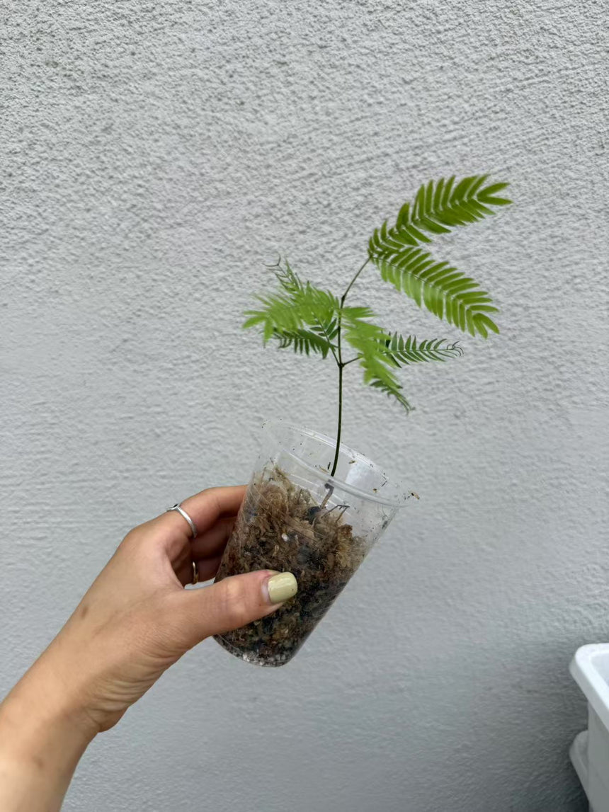 Cojoba Arborea