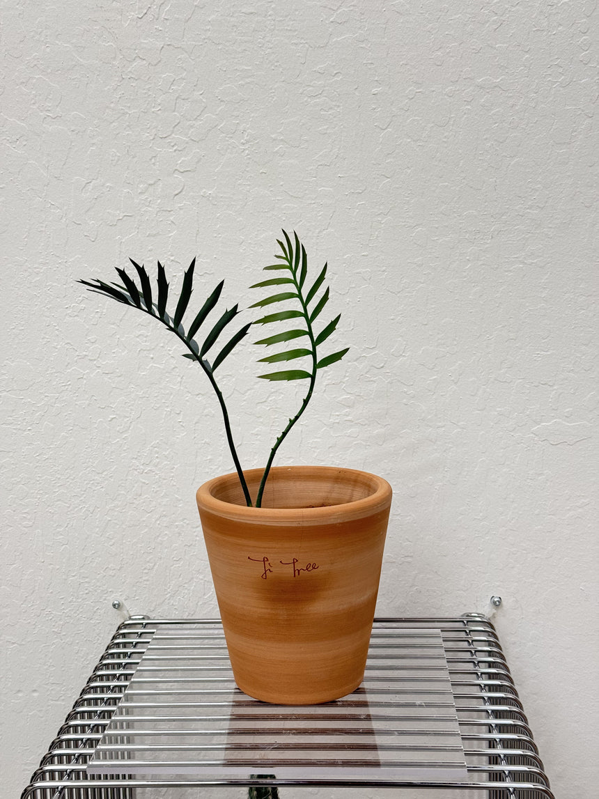 Encephalartos Horridus Cycad - Seedling & Rare found Cycad