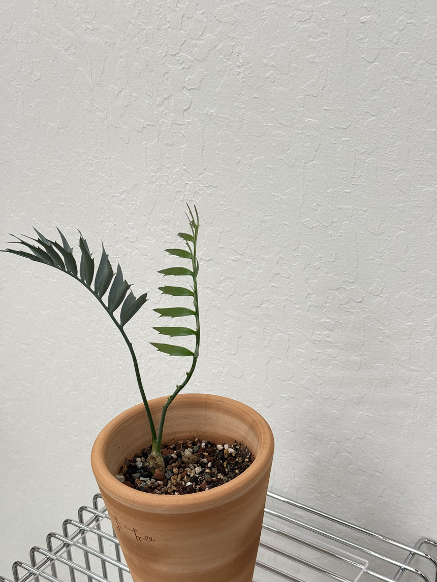 Encephalartos Horridus Cycad - Seedling & Rare found Cycad