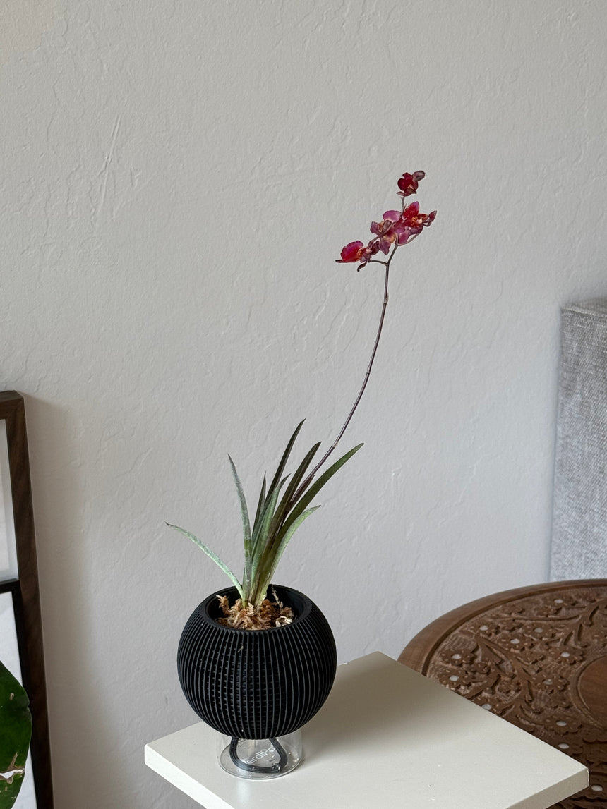 ORB SELF-WATERING & AIR PRUNING PLANTER