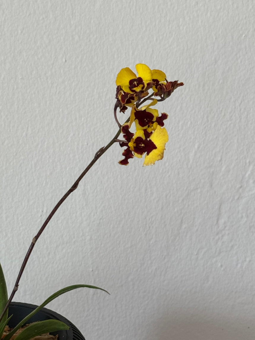 Tolumnia Hybrid in VerdiPot