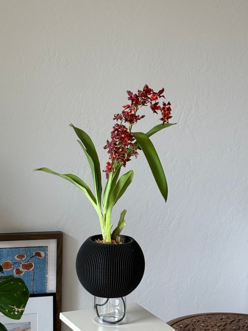 Burr. Guann Shin Rough ‘ Ruby ‘ in VerdiPot