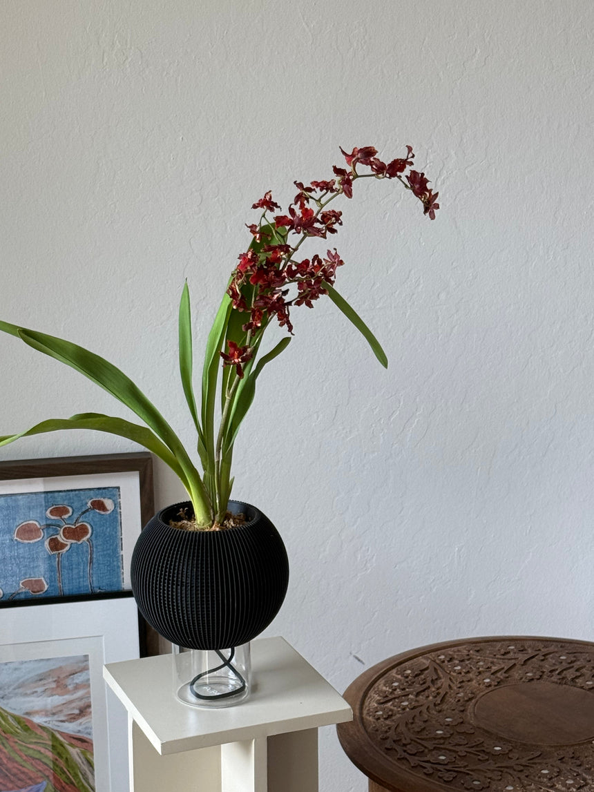 Burr. Guann Shin Rough ‘ Ruby ‘ in VerdiPot