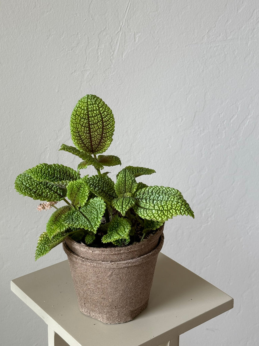 Pilea Mollis  ‘Moon Valley Pilea’
