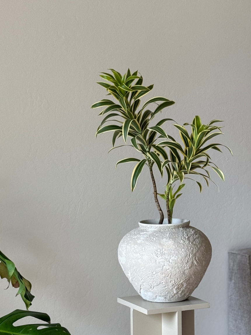 Dracaena ‘ Song of India’ in Wabi-Sabi Textured Planter