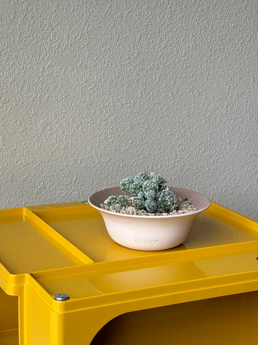 Poppy pot - ivory & brown