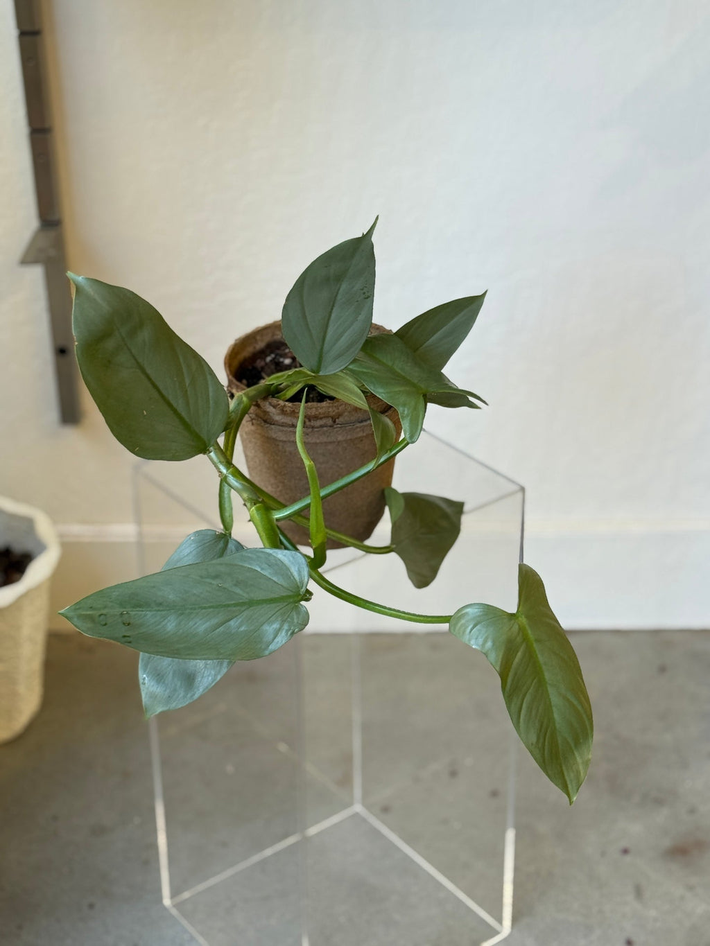 Philodendron Silver Sword – Slow Sunday Select Shop