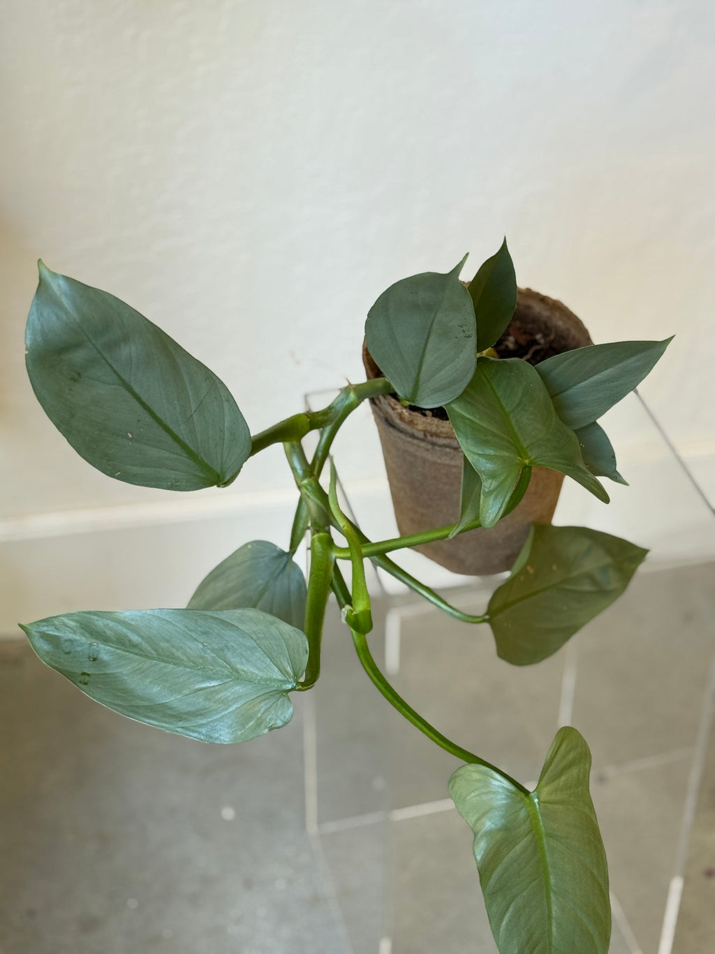 Philodendron Silver Sword – Slow Sunday Select Shop