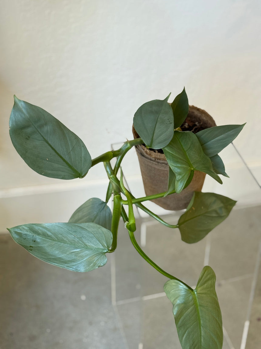 Philodendron Silver Sword