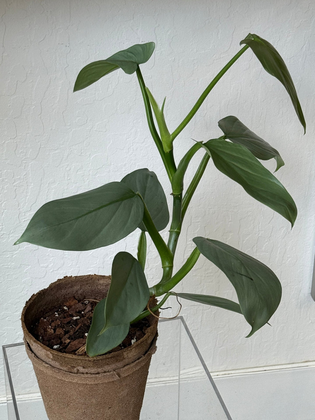 Philodendron Silver Sword – Slow Sunday Select Shop