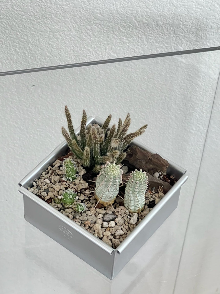 Aluminium Cactus Garden