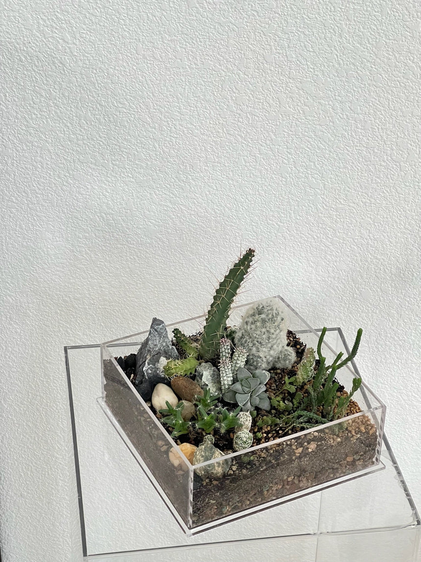 Desert Enclosure Cactus Terrarium - Acrylic box & low maintain