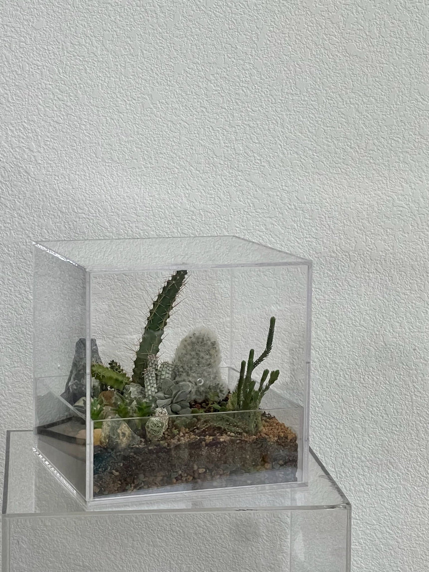 Desert Enclosure Cactus Terrarium - Acrylic box & low maintain