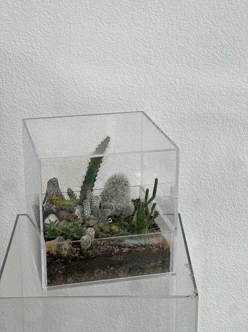 Desert Enclosure Cactus Terrarium - Acrylic box & low maintain