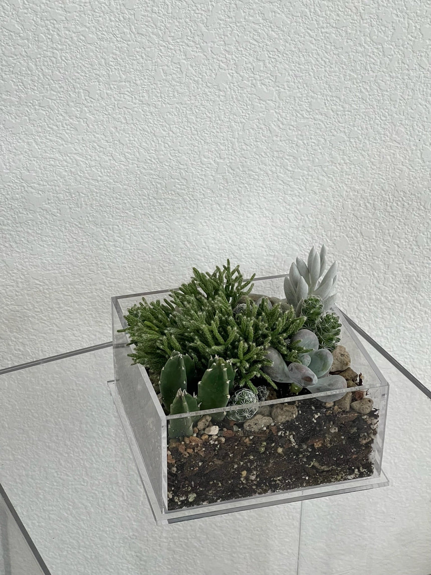 Desert Enclosure Cactus Terrarium - Acrylic box & low maintain