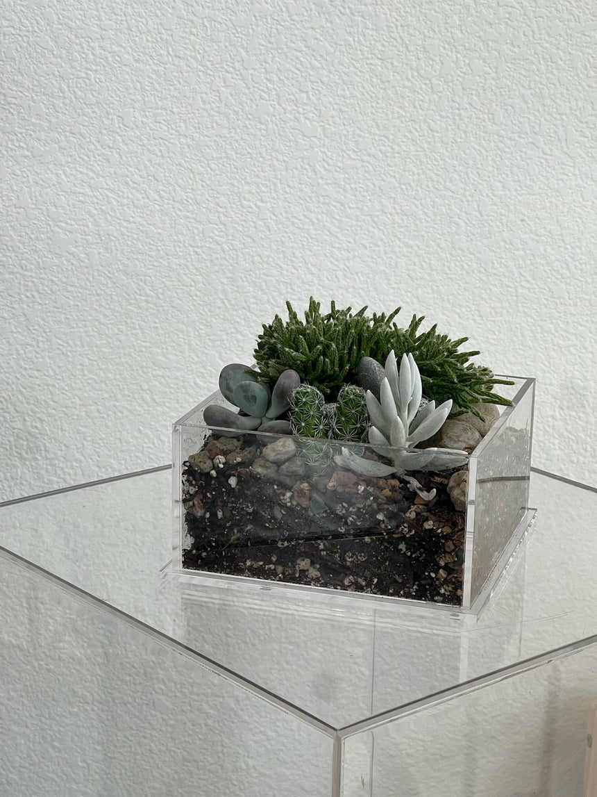 Desert Enclosure Cactus Terrarium - Acrylic box & low maintain