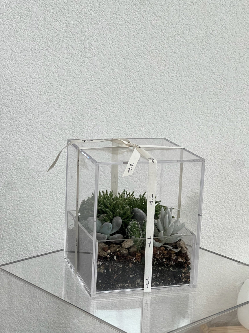 Desert Enclosure Cactus Terrarium - Acrylic box & low maintain