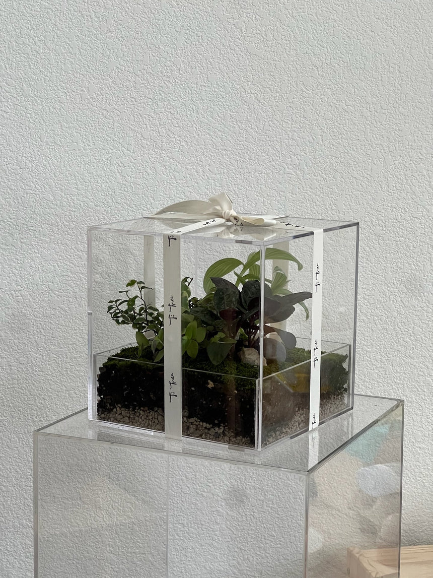 Acrylic Plant Box (no plants) - 4 ventilation holes on the sides