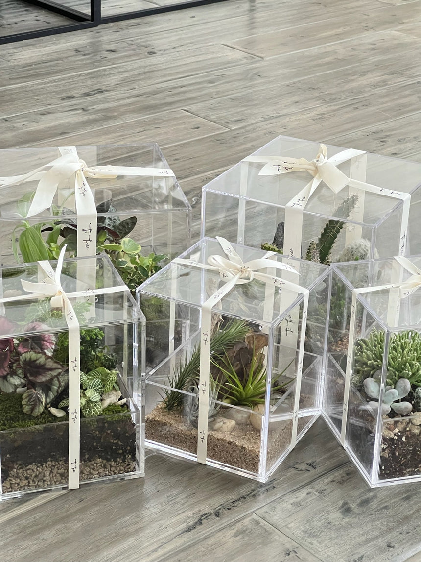 Acrylic Plant Box (no plants) - 4 ventilation holes on the sides