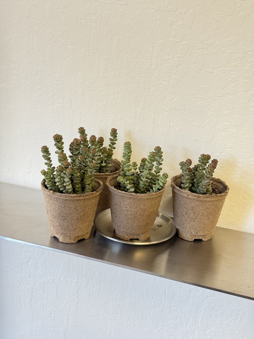 baby necklace succulent Crassula rupestris 'Baby Necklace' – Slow Sunday Select Shop