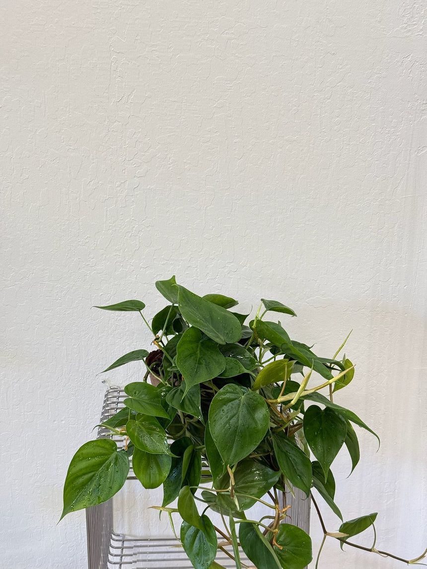 Heart-leaf Philodendron