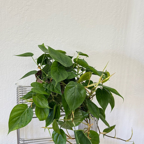 climbing heartleaf philodendron Heart-leaf Philodendron – Slow Sunday Select Shop