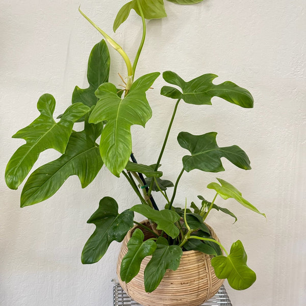 philodendron panduriforme vs bipennifolium Philodendron Panduriforme – Slow Sunday Select Shop