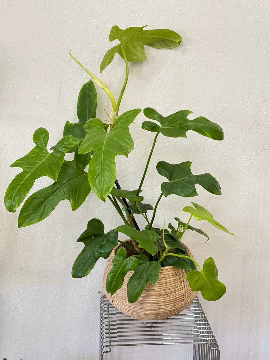 Philodendron Panduriforme