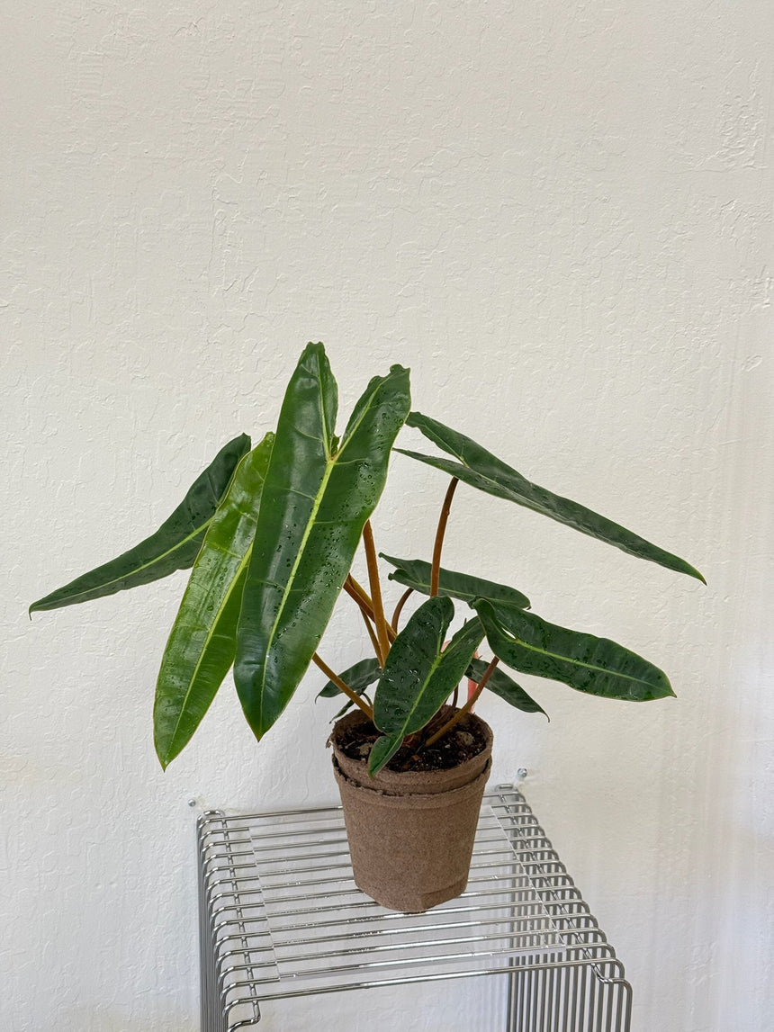 Philodendron Billietiae