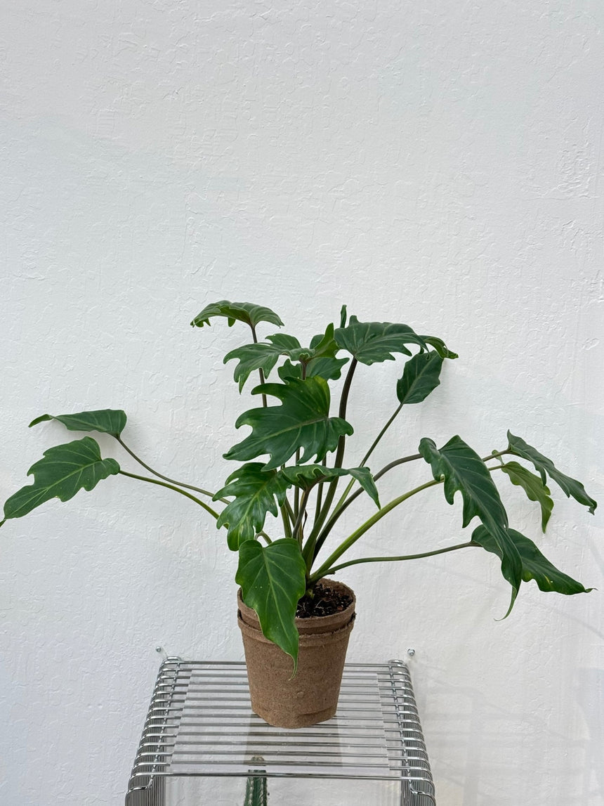 philodendron xanadu kaufen Philodendron Xanadu – Slow Sunday Select Shop