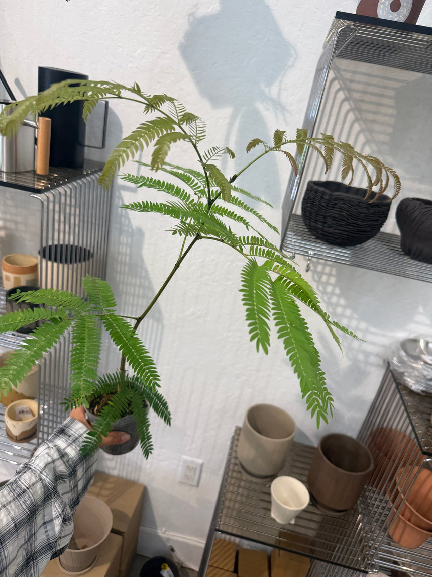 Cojoba Arborea