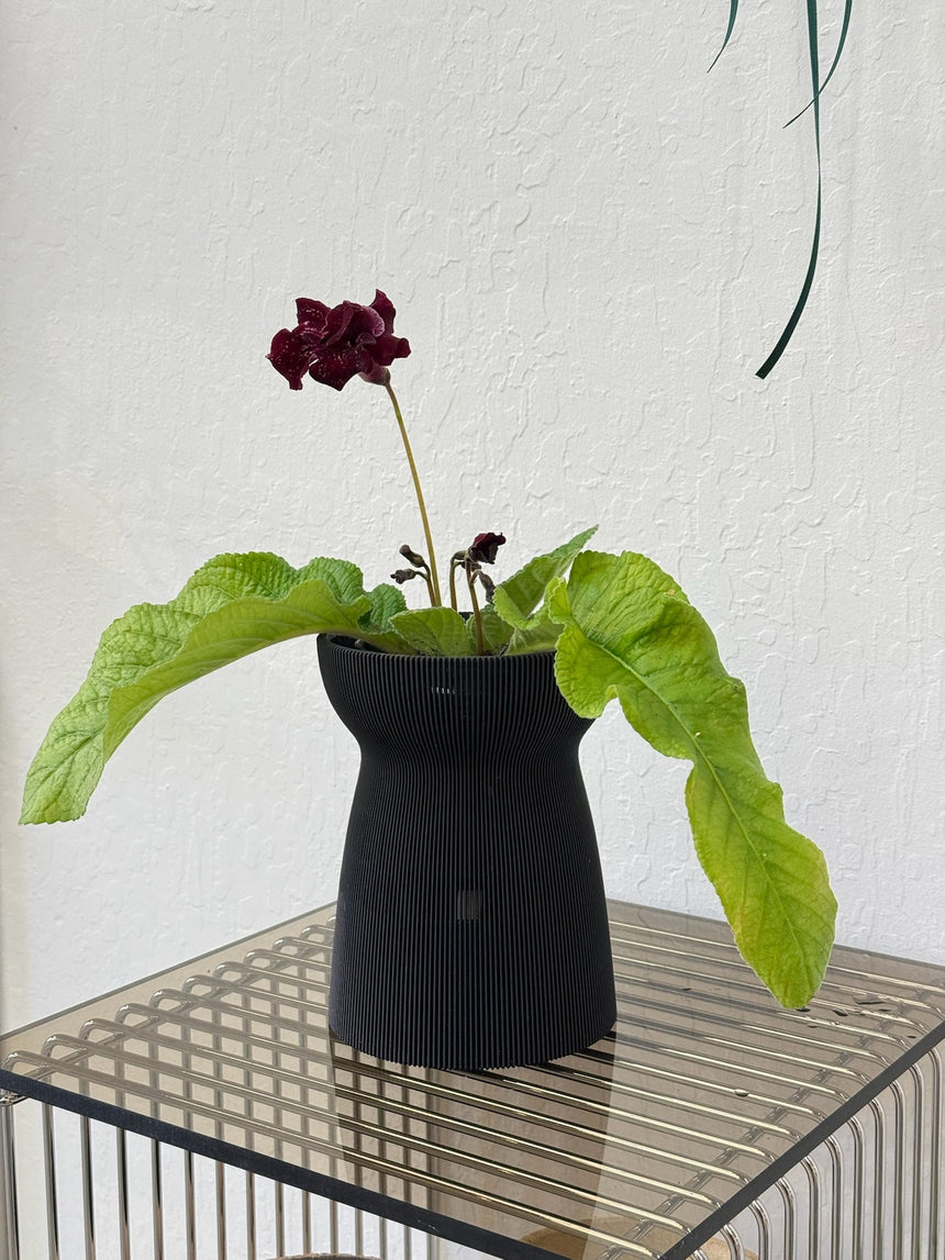 Streptocarpus ’DS-Shake’ in Verdi HANAIRE