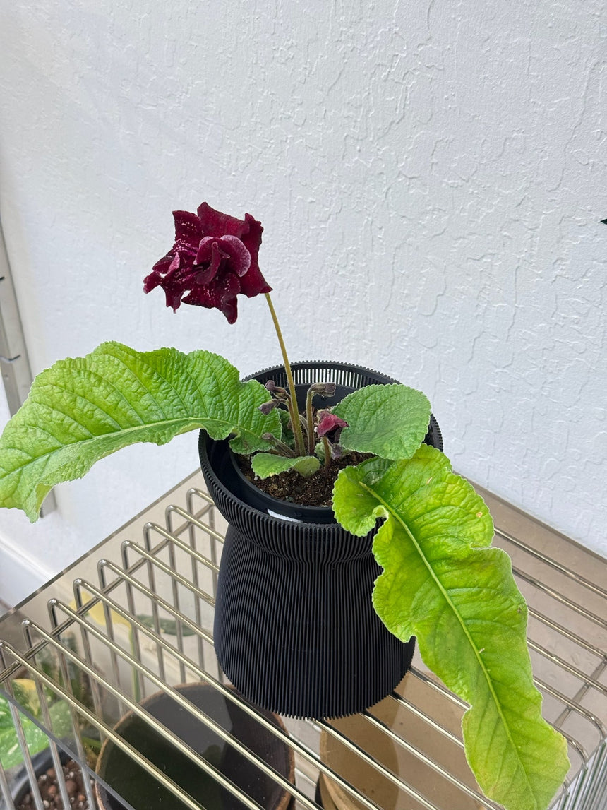 Streptocarpus ’DS-Shake’ in Verdi HANAIRE