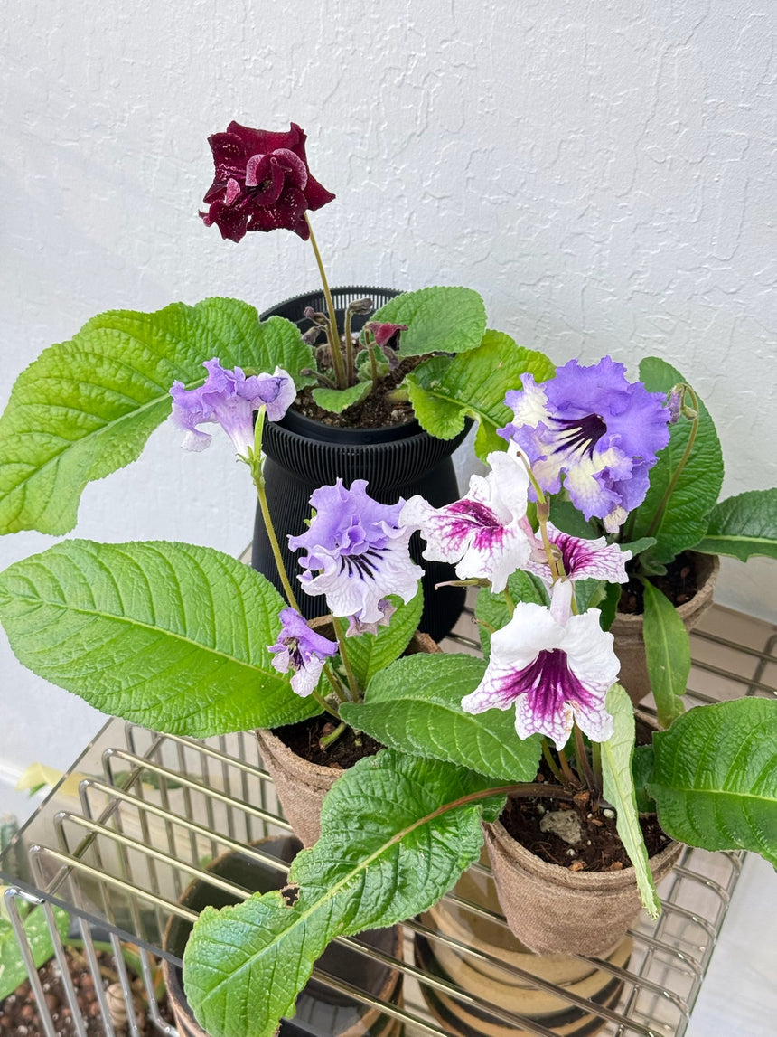 Streptocarpus ‘Hydra’- year-round blooms