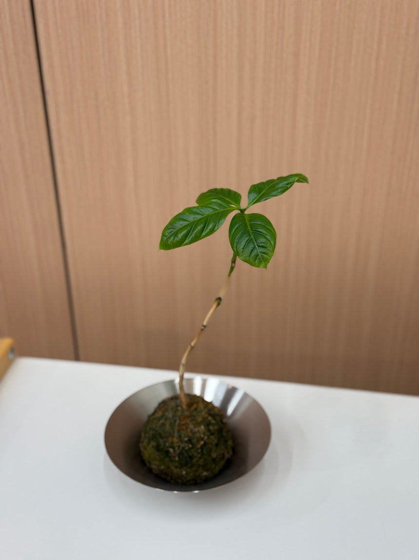 Coffee Plant Kokedama