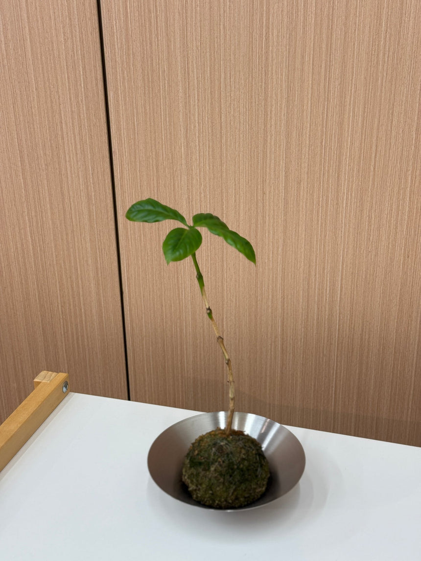 Coffee Plant Kokedama