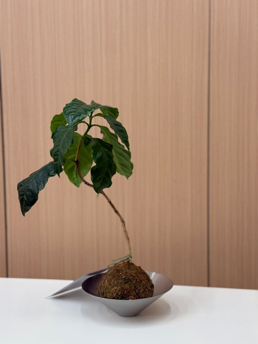 Coffee Plant Kokedama