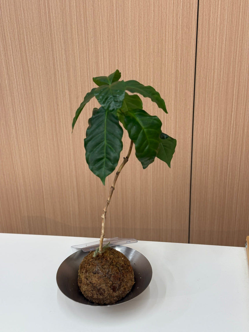 Coffee Plant Kokedama