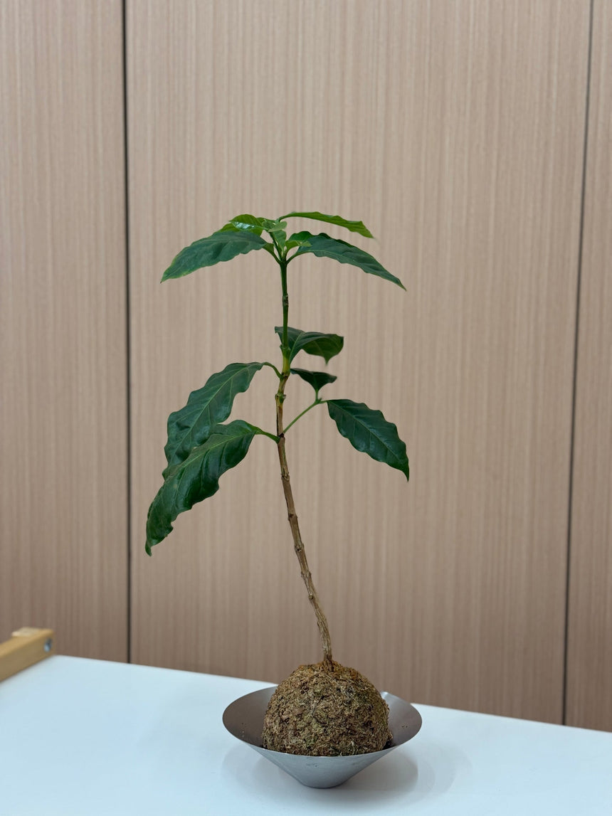 Coffee Plant Kokedama