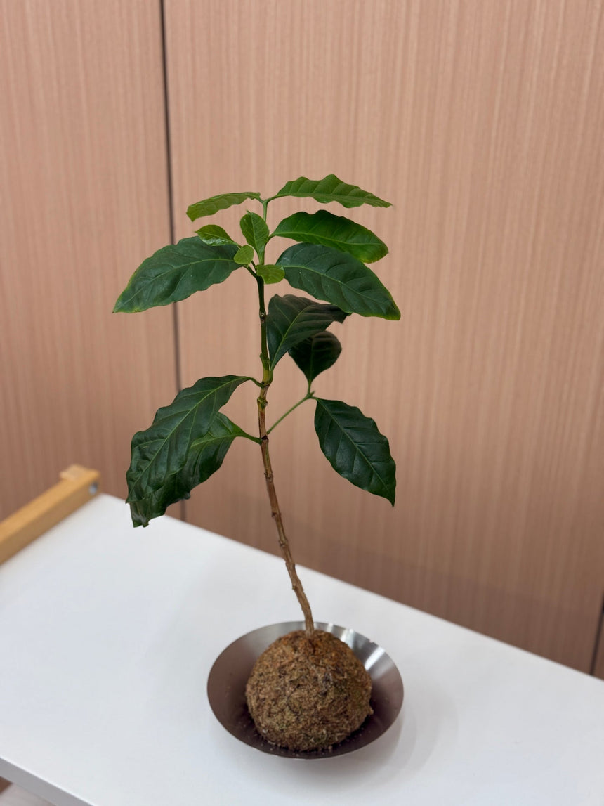 Coffee Plant Kokedama