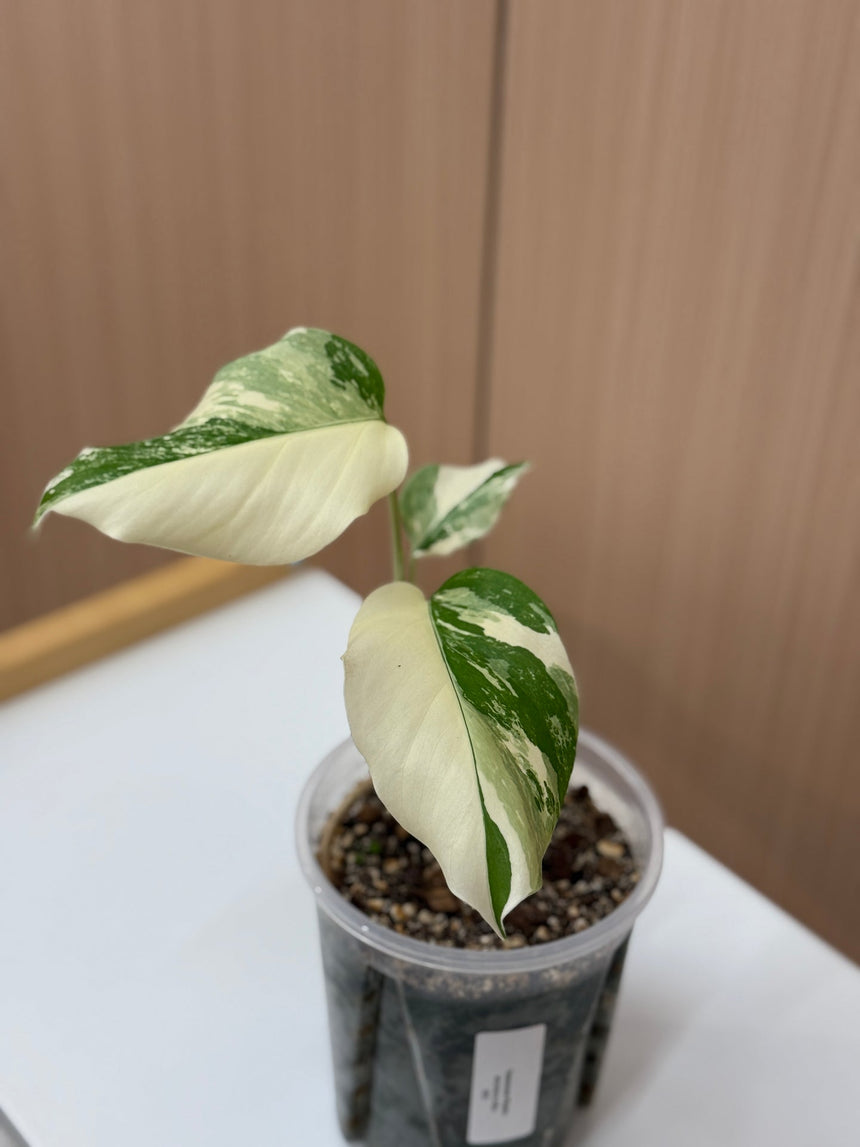 Monstera Albo
