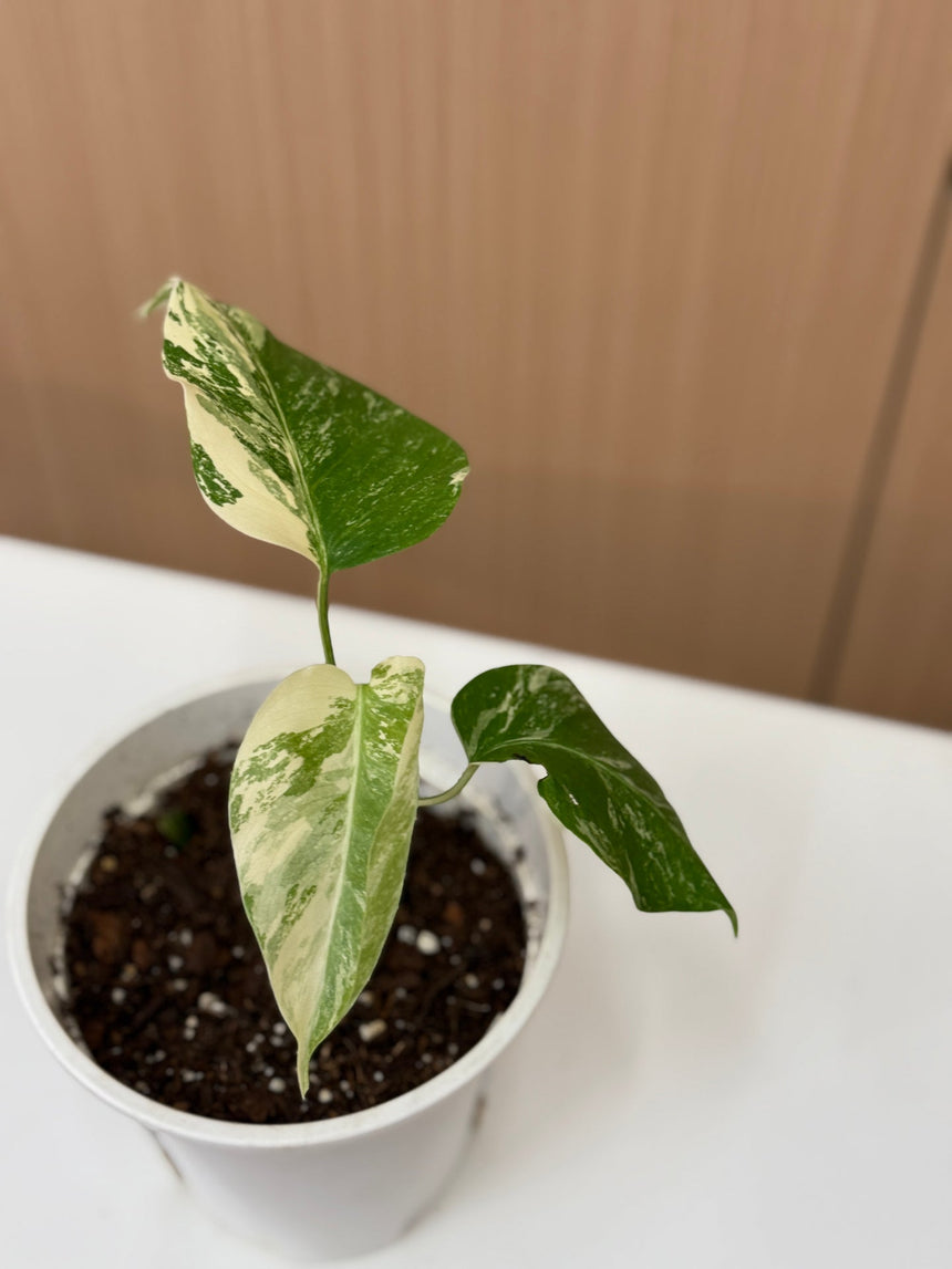 Monstera Albo