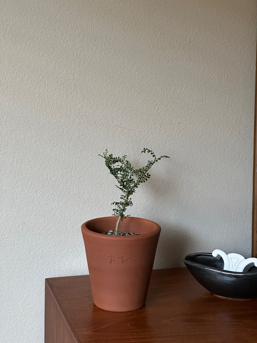 Ti Tree Classic Pot